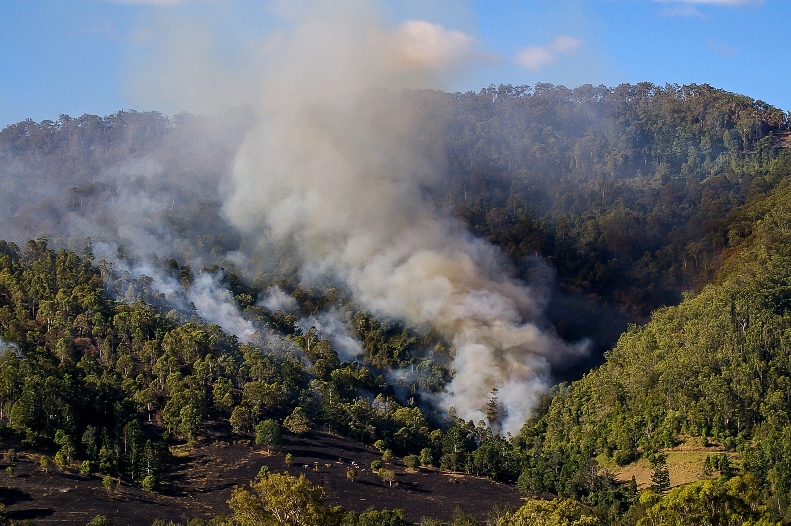 Fuel in wildland fires includes both living and dead vegetation and other vegetative biomass.