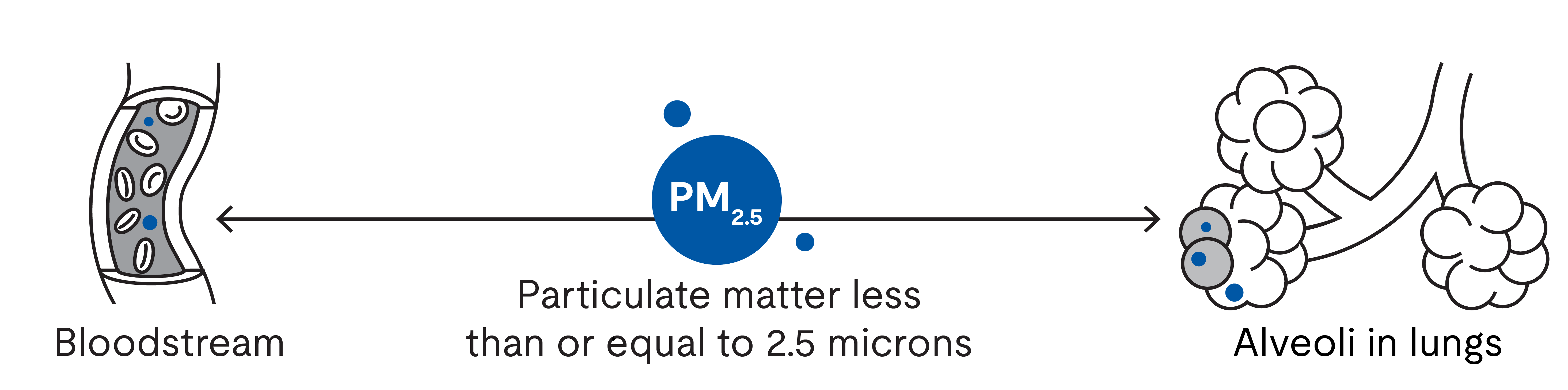 When inhaled, PM2.5 (particulate matter that is 2.5 microns or less in diameter) can penetrate deep into the lungs and may even infiltrate the bloodstream.